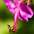 Geranium Macrorrhizum (Zdravetz)